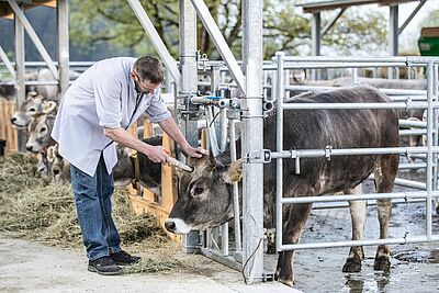 Un homme met un instrument sur le front d'un animal