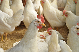 Dix poules pondeuses blanches