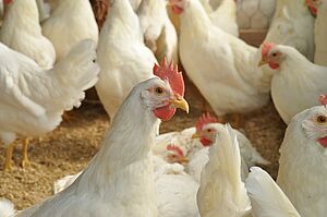 Dix poules pondeuses blanches