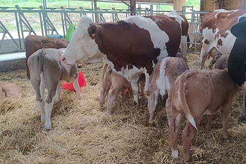 veaux laitiers tétant leur mère dans uen aire paillée à l'étable.