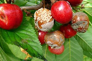 Dégâts sur les fruits (Photo: FiBL, Andi Häseli)