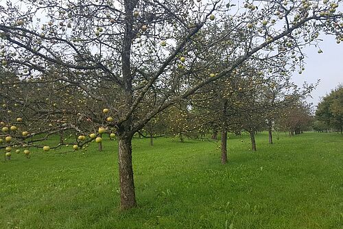 Des pommiers avec des fruits, mais prèsque sans feuilles