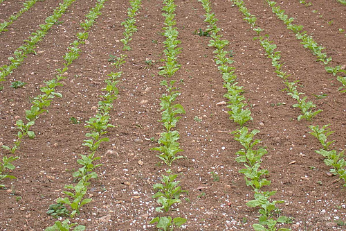 Jeunes plantes de betteraves qui font environ 10 cm de haut