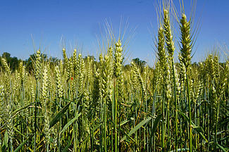 champs de blé sous un ciel bleu.