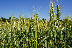 champs de blé sous un ciel bleu.