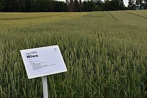 essai en bande avec la variété de blé Wiwa