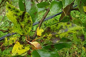 Symptômes de Marssonina sur feuilles : tâches gris-noir diffuses sur des feuilles chlorotiques. Photo: © FiBL