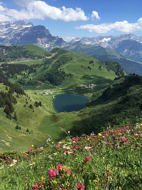 Alpage avec des fleurs commune d'Ollon