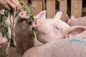 Une main donne une plante verte à manger à un cochon.