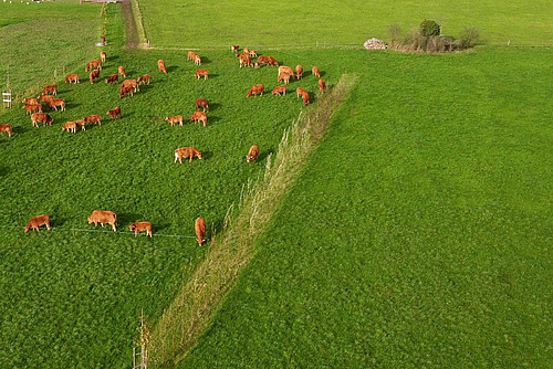 Un pâturage avec des vaches, au milieu duquel se trouve une haie.