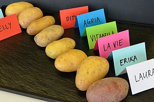 Verschiedene mit farbigen Kärtchen beschriftete Kartoffelknollen