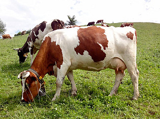 Vaches au pâturage.
