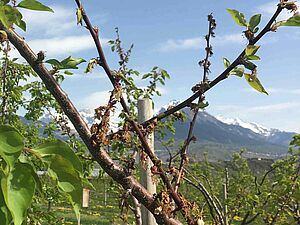 Branches brunes d'abricotier avec des fleurs fanées