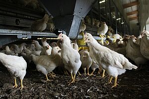 Plusieurs jeunes coqs blancs dans un poulailler. 