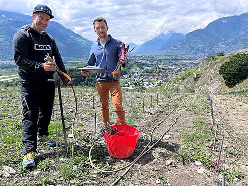 deux chercheurs posent dans une parcelle de vigne en voie d'être plantée.