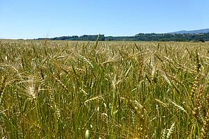 Mélange d'épis très variés de céréales dans un champ