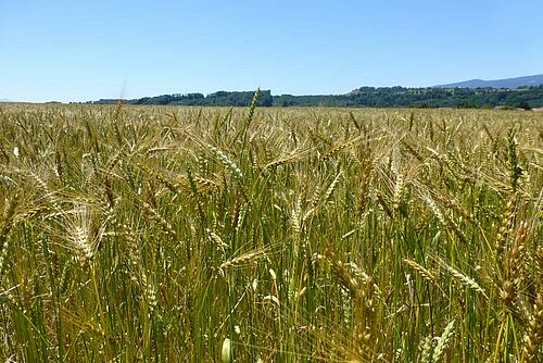 Champ de céréales avec beaux épis de différentes couleurs et d'aspect différent.