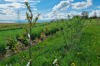 On peut y voir une rangée de jeunes arbres fruitiers et d'arbustes à baies, entrecoupés de parterres. 