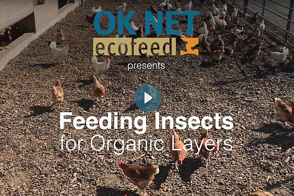 Viele Hühner auf Holzschnipsel in einem Aussenstall