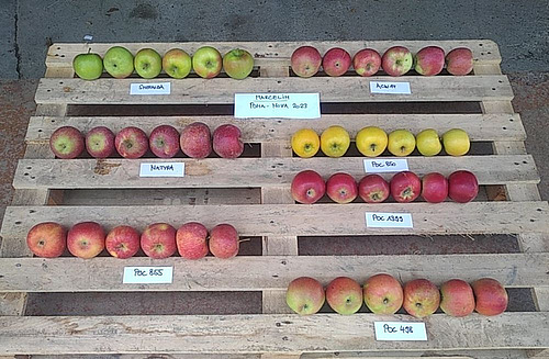 pommes de différentes variétés stockées dans des cagettes.
