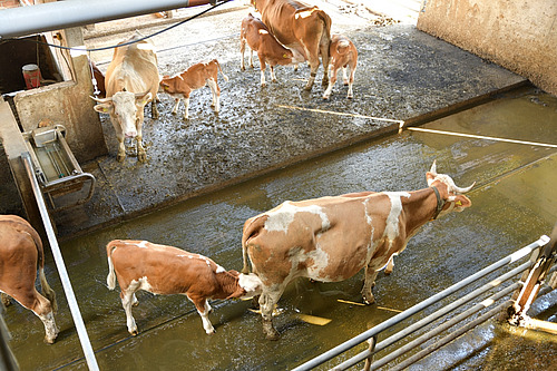 Dans un enclos délimité par des barrières, trois vaches et plusieurs veaux se trouvent et tètent.