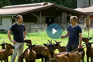 Deux hommes en discutant dans un troupeau de chèvres