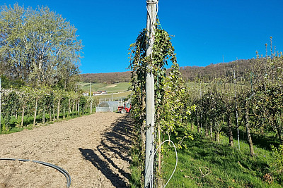 Plusieurs rangées d'arbres fruitiers s'étendent jusqu'à l'horizon. L'arbre au premier plan est taillé en haie. 