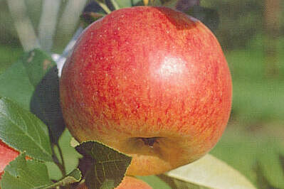 Une pomme rouge, prêt pour la recolte