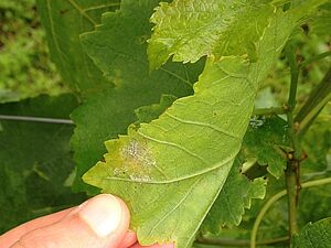 Tâche de mildiou, duvet gris sur feuille inférieure de vigne