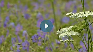 Prairie à fleurs bleues et blanches