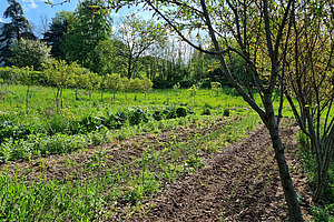 Au premier plan, on aperçoit les branches d'un jeune arbre ; derrière, de nombreuses rangées de plates-bandes où poussent divers légumes. 