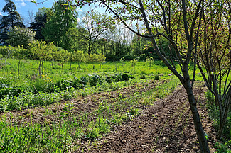 Au premier plan, on aperçoit les branches d'un jeune arbre ; derrière, de nombreuses rangées de plates-bandes où poussent divers légumes. 