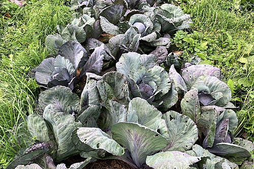 Champ avec des têtes de chou rouge.