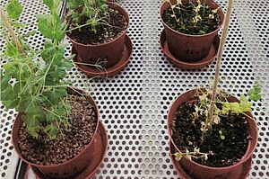 Plusieurs pots avec des plantes de pois, à gauche les plantes sont grandes et vertes, à droite elles sont petites et partiellement brunies. 