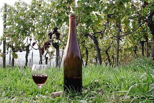 Bouteille de vin rouge et verre à vin posés au sol dans une vigne