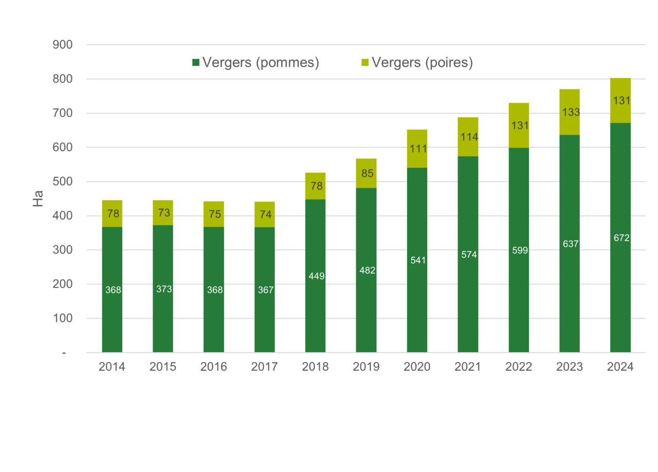Superficies de fruits à pépins bio.