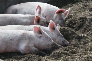 Quatre porcs qui ont l’air satisfaits et gisent dans une épaisse couche de litière.