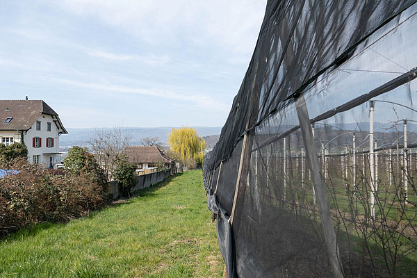 Filet anti-insectes dans une plantation de cerises biologiques située à proximité de maisons.
