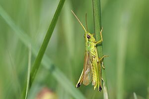 Une sauterelle sur un brin d'herbe. 