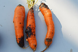 Trois carottes avec des tâches foncées éparses