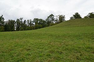 Un pâturage vert qui monte vers la droite, avec une forêt en arrière-plan. 