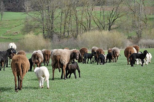 Des moutons sur un pâturage