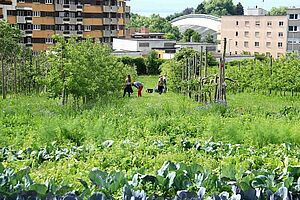 Permaculture devant des maisons