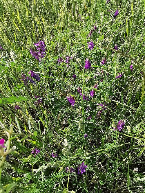 Plantes indésirables de vesce velue dans un champ de blé