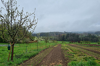 À gauche, on aperçoit une rangée d'arbres qui s'étend jusqu'à l'horizon ; à droite, on distingue plusieurs rangées de parterres.  