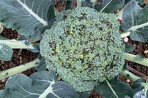 Une fleur de brocoli avec beaucoup de points noirs. 