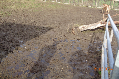 Sol ouvert et marécageux avec de nombreuses traces de pas des vaches.