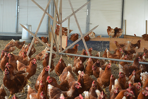 Dans l'espace extérieur climatisé où se trouvent les poules pondeuses, il y a une structure d'escalade en bois. 