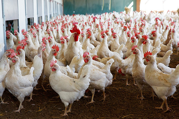 Sur la photo, on voit de nombreux poulets blancs dans un enclos en plein air. 