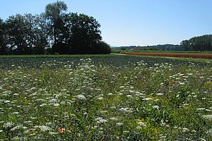 Une surface fleurie dans un champ. 